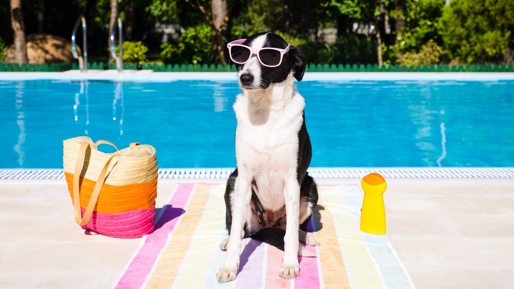 Essential Tips for Keeping Your Furry Friends Safe Around the Pool